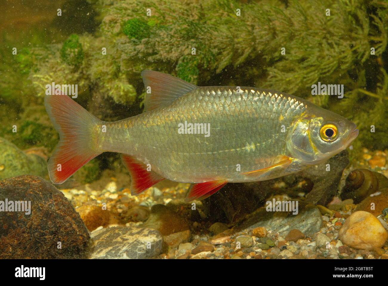 rudd (Scardinius erythrophthalmus), swimming in front of hornworts, Germany Stock Photo