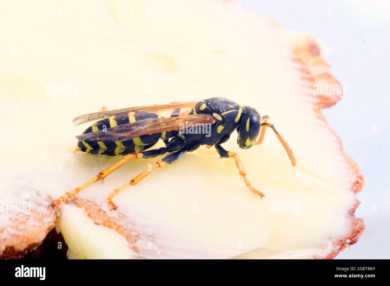 Paper wasp (Polistes gallica, Polistes dominula), sits on a bread with honey, Austria Stock Photo