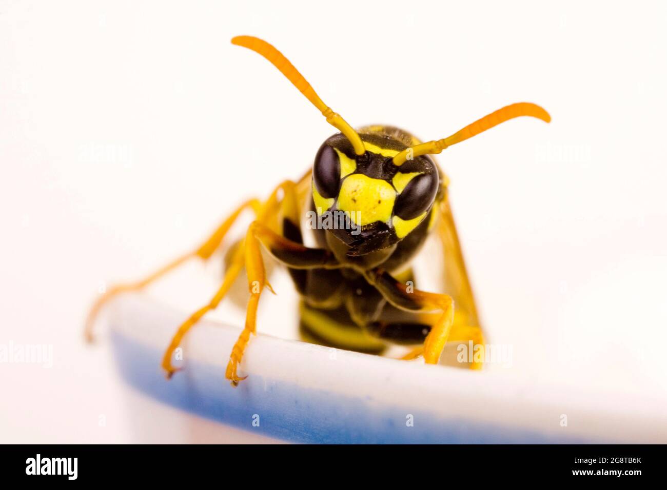 Paper wasp (Polistes gallica, Polistes dominula), sits on the rim of a cup, cut-out, Austria Stock Photo
