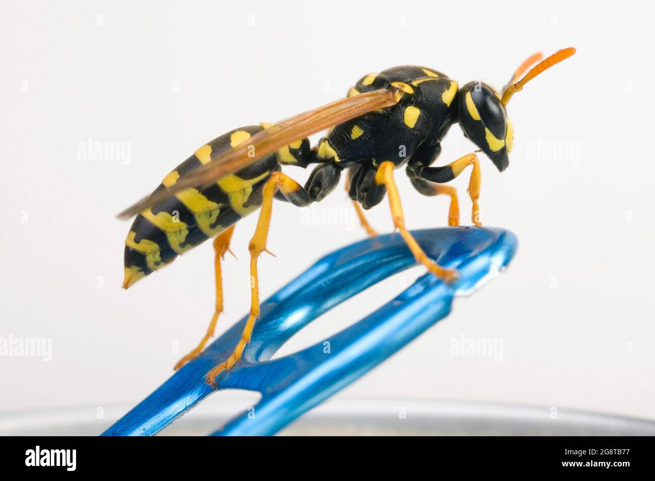 Paper wasp (Polistes gallica, Polistes dominula), sits on a beverage can, cut-out, Austria Stock Photo