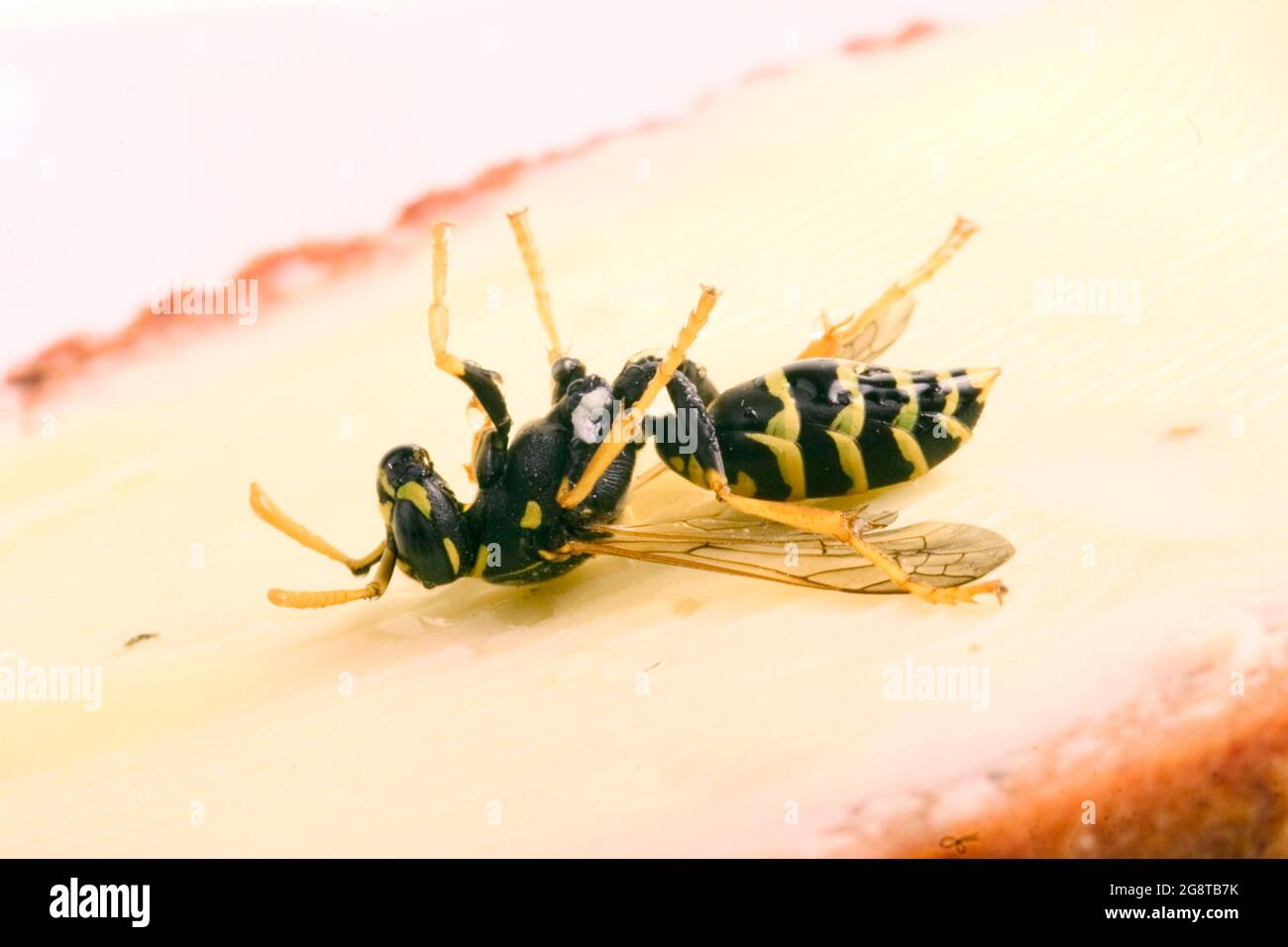 Paper wasp (Polistes gallica, Polistes dominula), lying on a bread with honey, Austria Stock Photo