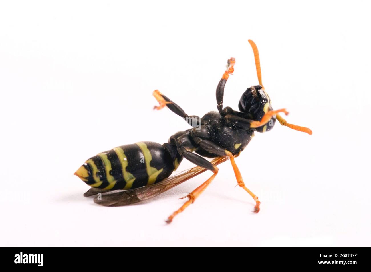 Paper wasp (Polistes gallica, Polistes dominula), supine position, cut-out, Austria Stock Photo