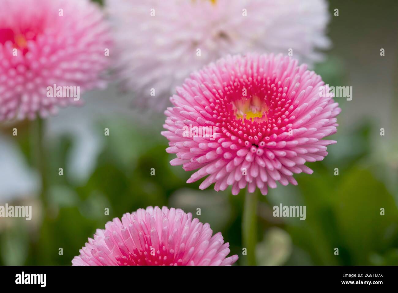 common daisy, lawn daisy, English daisy (Bellis perennis), cultivars