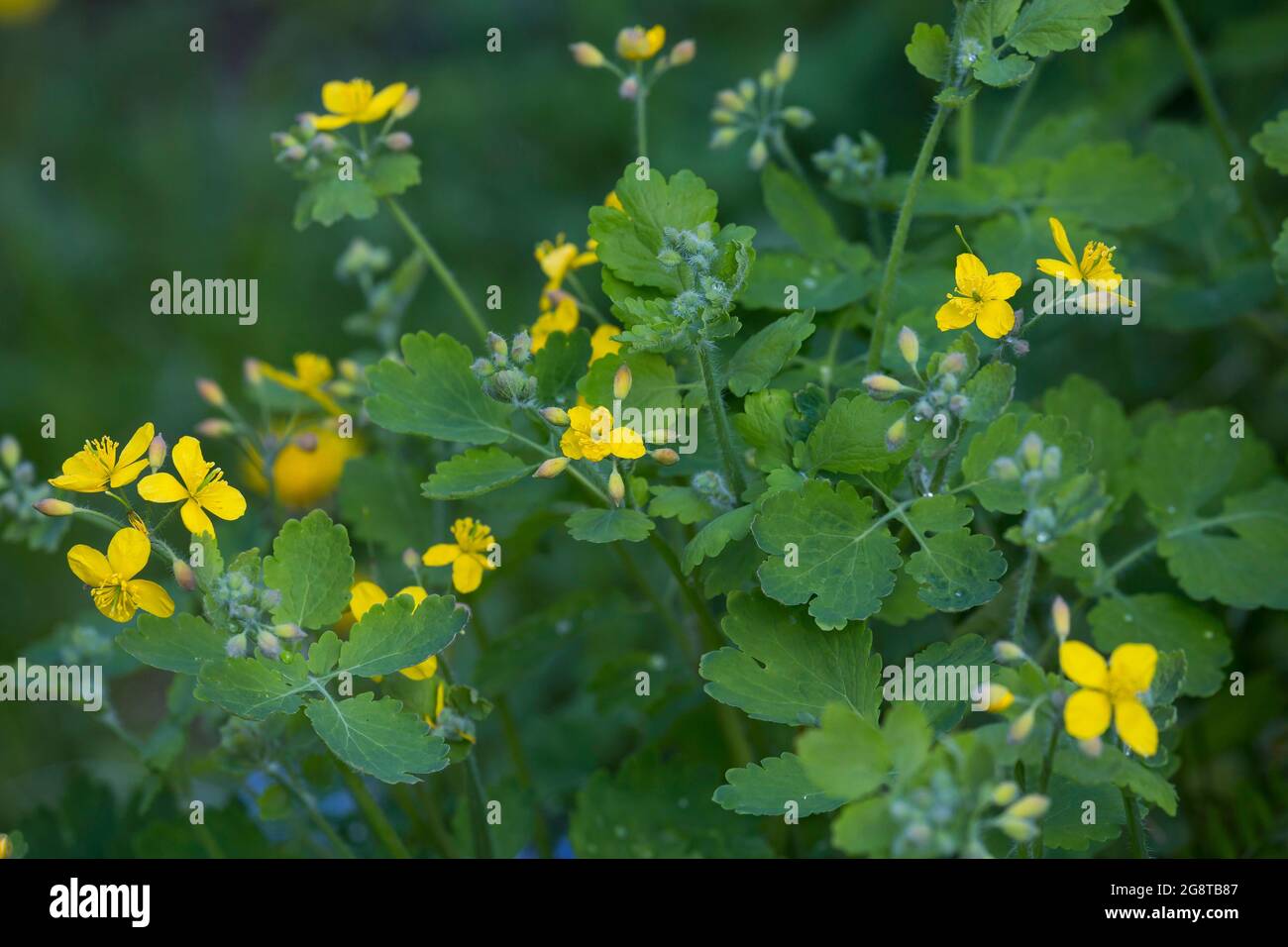 greater celandine (Chelidonium majus), blooming, Germany Stock Photo
