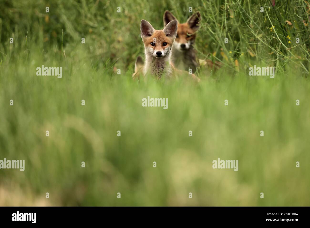 red fox (Vulpes vulpes), two fox cubs sit in a meadow, Germany, Baden-Wuerttemberg Stock Photo