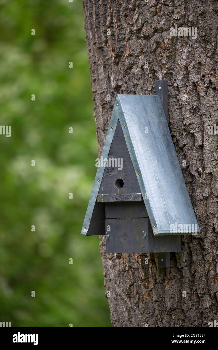 self-made nesting box for birds at a tree trunk, Germany Stock Photo