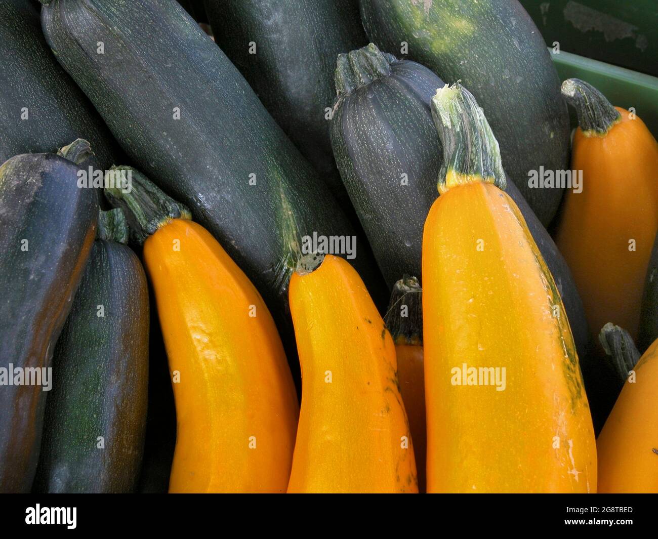 courgette, zucchini (Cucurbita pepo var. giromontiia, Cucurbita pepo subsp. pepo convar. giromontiina), yellow and green courgettes Stock Photo