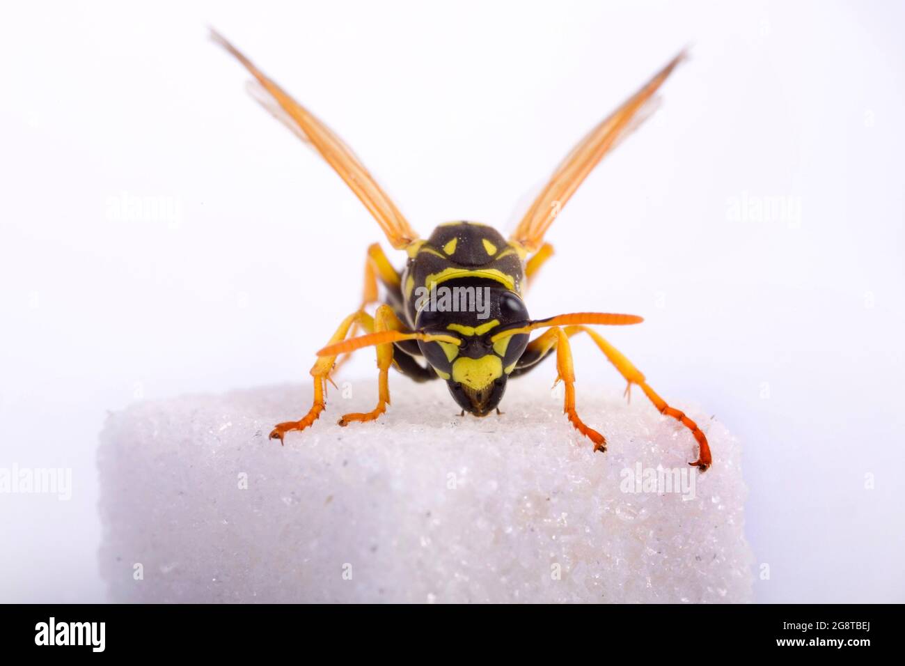 Paper wasp (Polistes gallica, Polistes dominula), feeds cube sugar, cut-out, Austria Stock Photo
