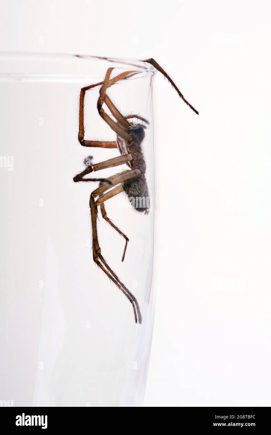 house spider (Tegenaria spec.), in a glass, cut-out Stock Photo