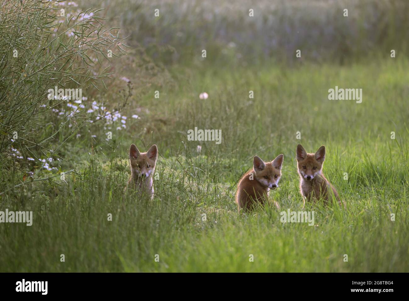 red fox (Vulpes vulpes), three fox cubs sit in a meadow, Germany, Baden-Wuerttemberg Stock Photo