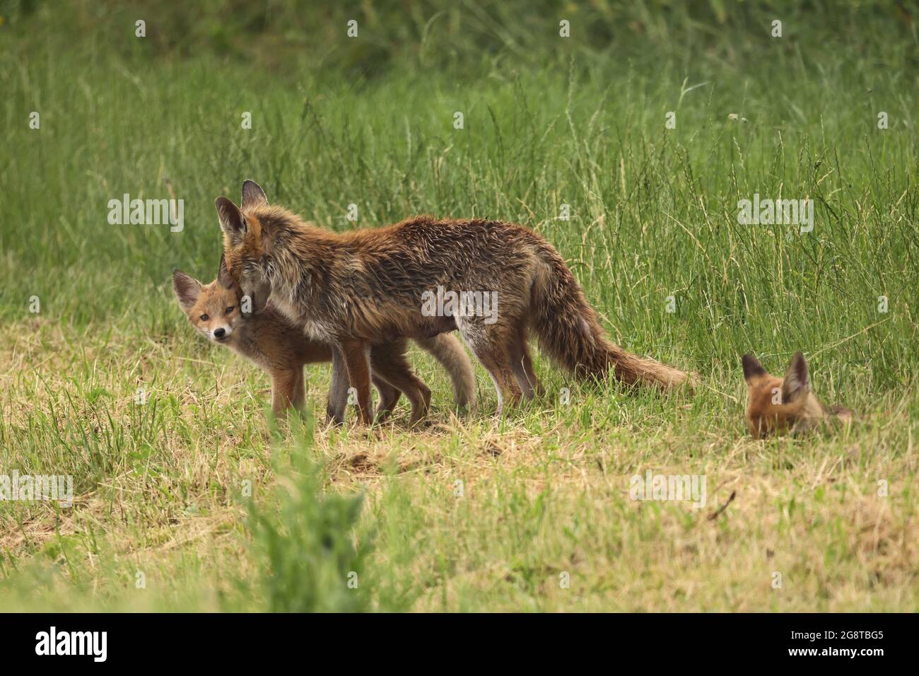 red fox (Vulpes vulpes), female with fox cubs, Germany, Baden-Wuerttemberg Stock Photo