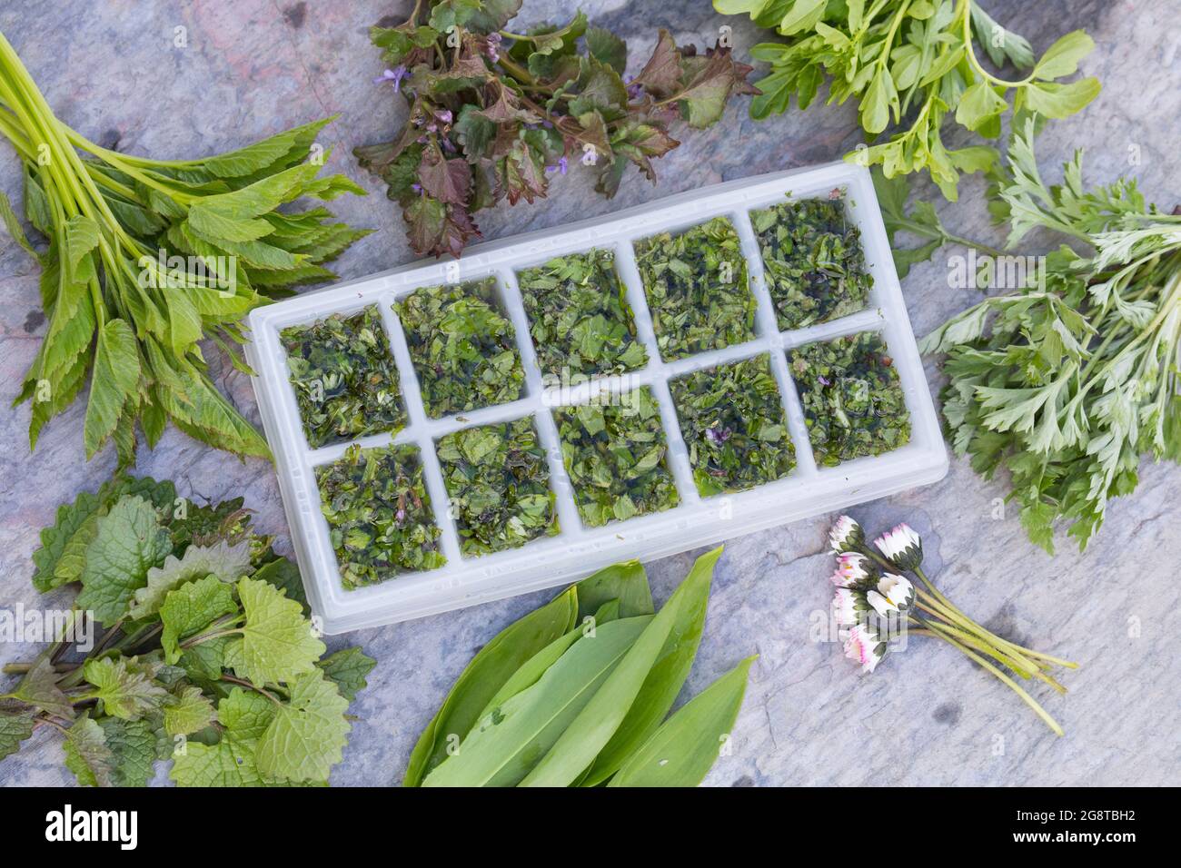 making of icecubes with spring herbs, Germany Stock Photo