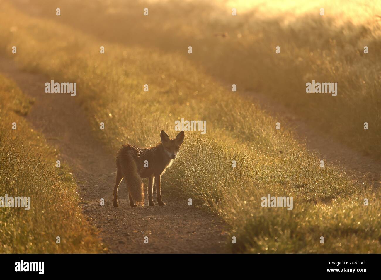 red fox (Vulpes vulpes), in field scenery in morning light, Germany, Baden-Wuerttemberg Stock Photo