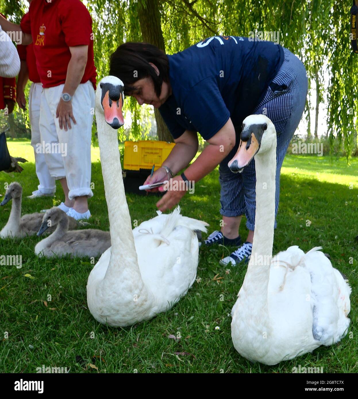 The Queen's Swan Marker, David Barber commented: “Members of the public  have been extremely observant during the Covid-19 lockdown and have  reported many injured swans. This has enabled them to be rescued