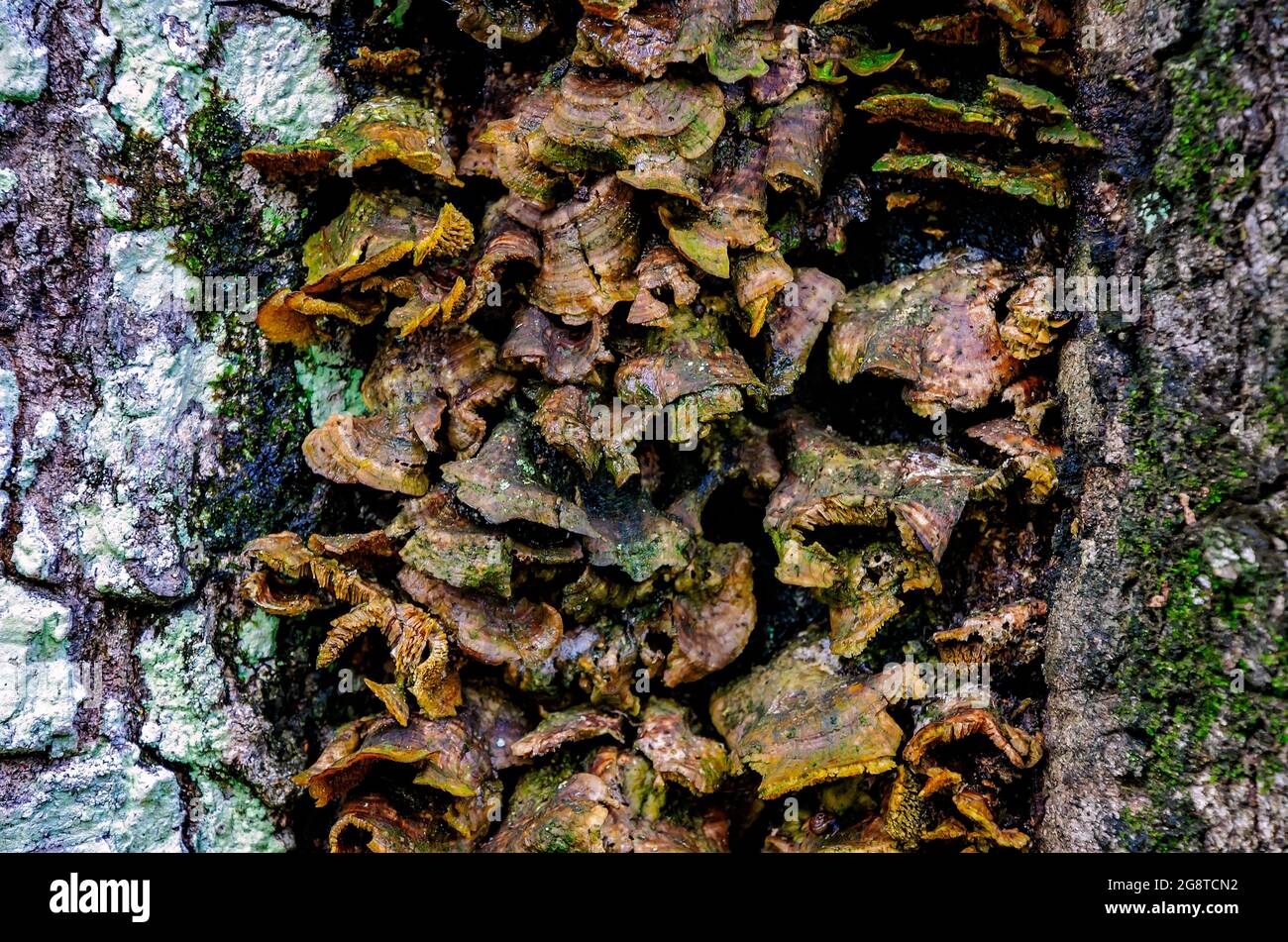 Turkey tail mushrooms (Trametes versicolor) grow on the trunk of a tree