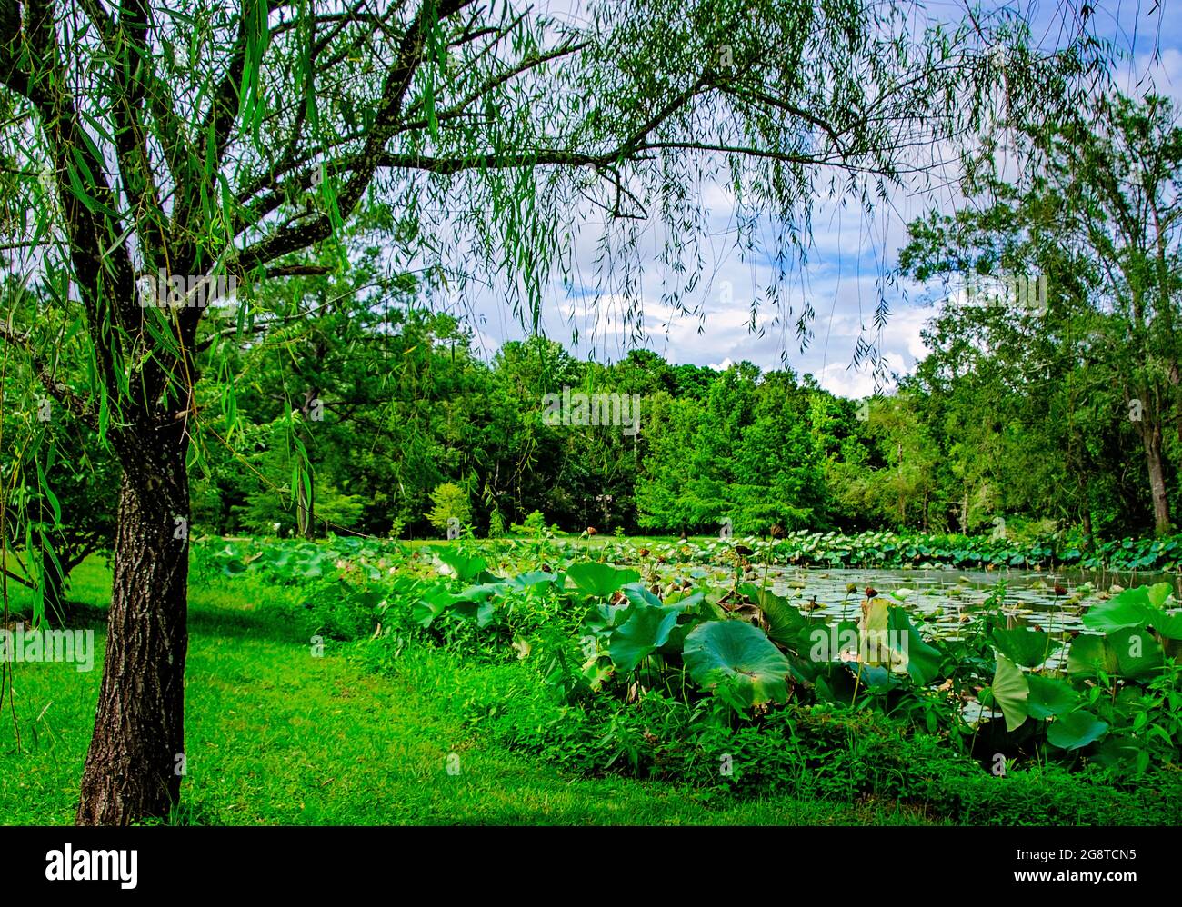 Lotus flowers (Nelumbo nucifera) bloom in the lotus pond at Charles Wood Japanese Garden, July
