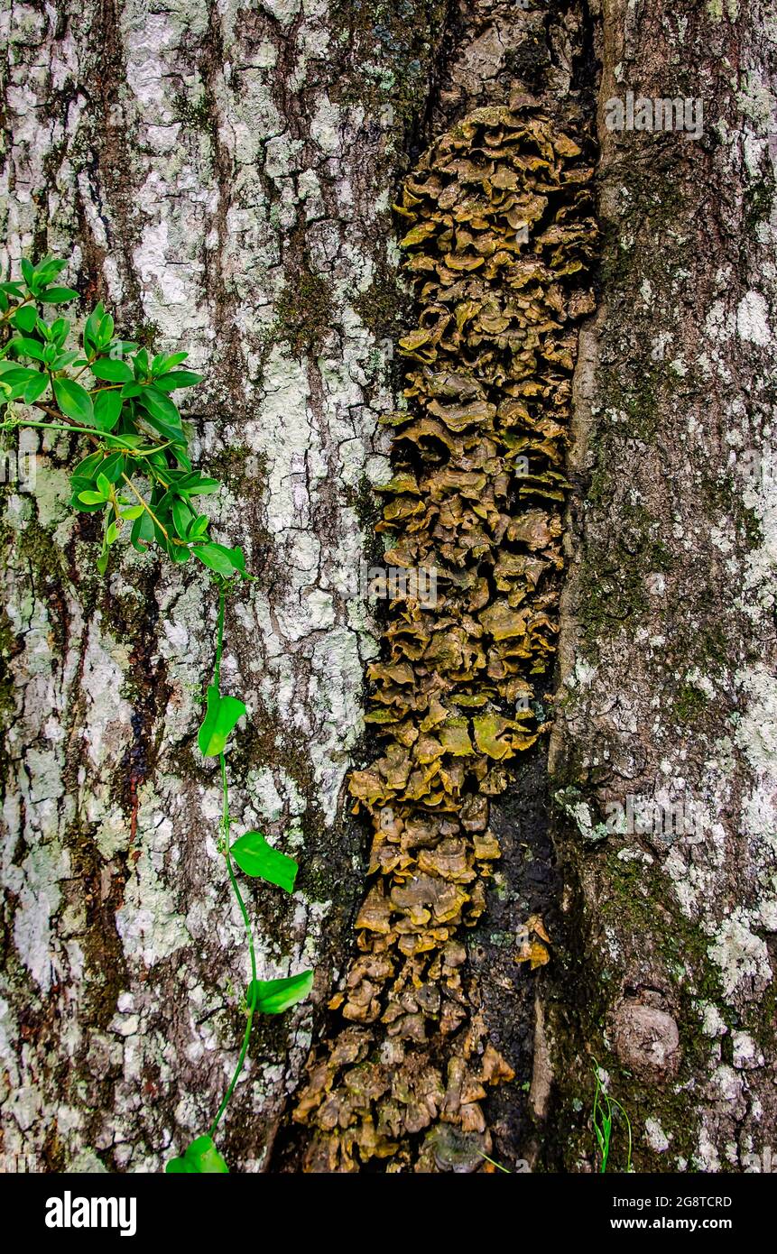 Turkey tail mushrooms (Trametes versicolor) grow on the trunk of a tree