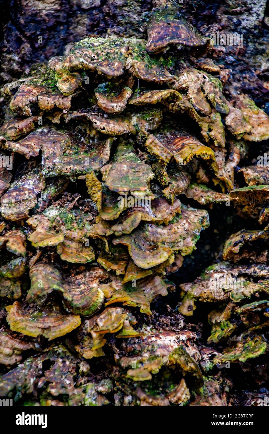 Turkey tail mushrooms (Trametes versicolor) grow on the trunk of a tree