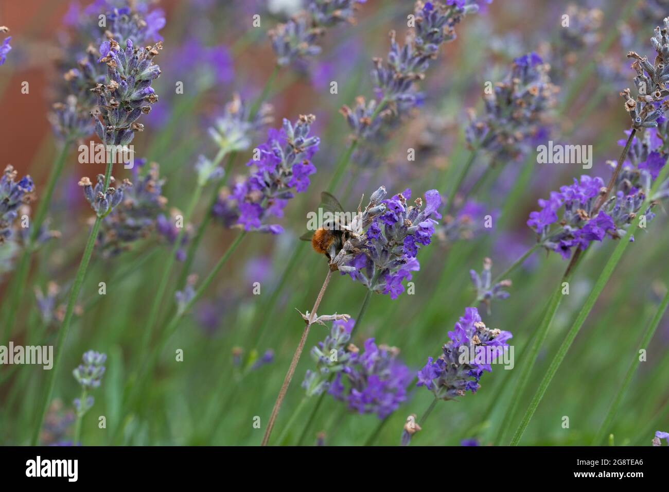 Early Bumblebee (Bombus pratorum) feeding on nectar from white clover Stock Photo