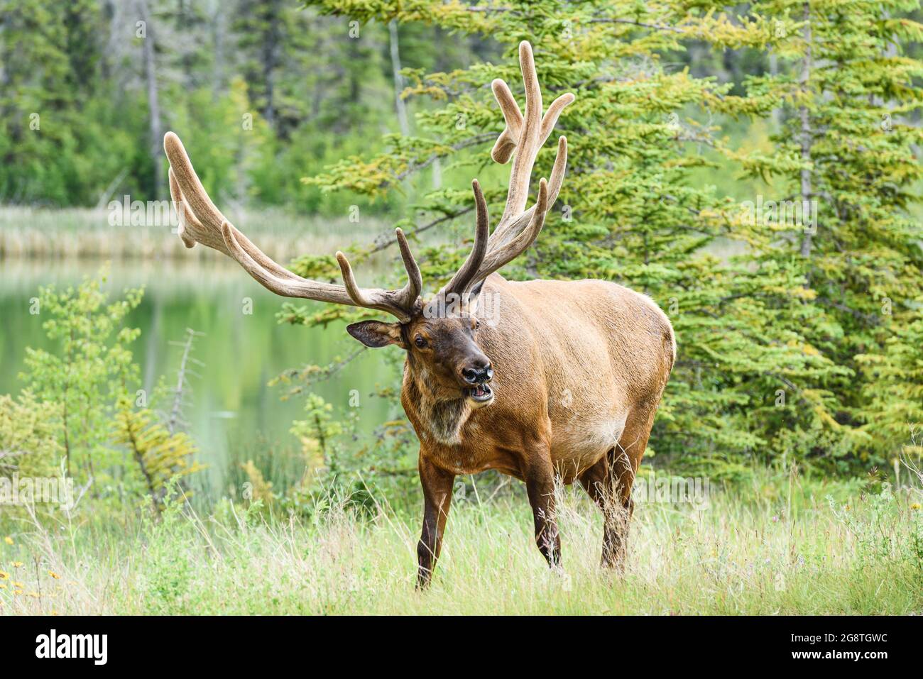 Roackies hi-res stock photography and images - Alamy