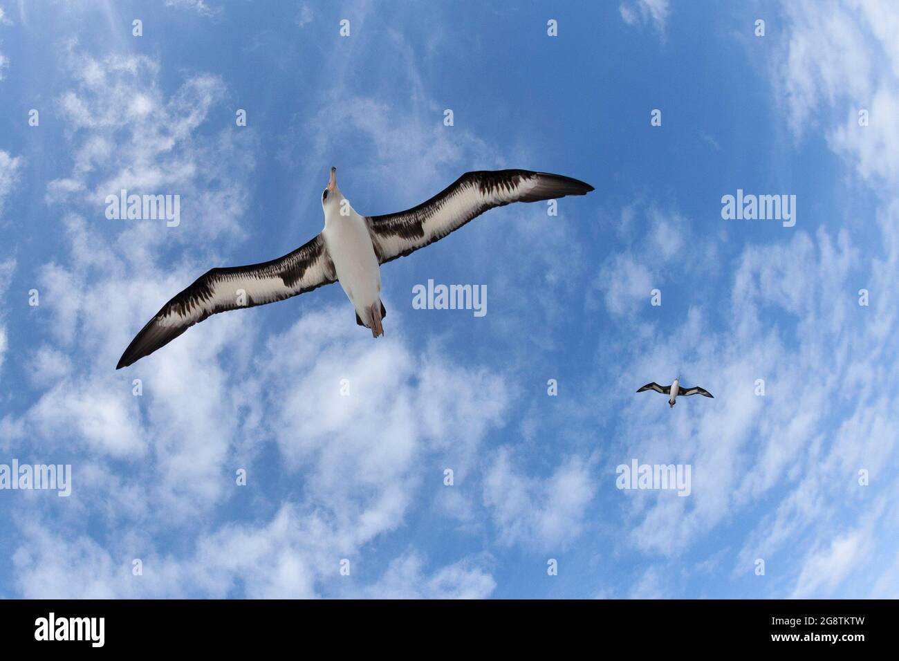 Laysan Albatrosses flying through blue sky with clouds over Midway Atoll in the north Pacific, Papahanaumokuakea Marine National Monument Stock Photo