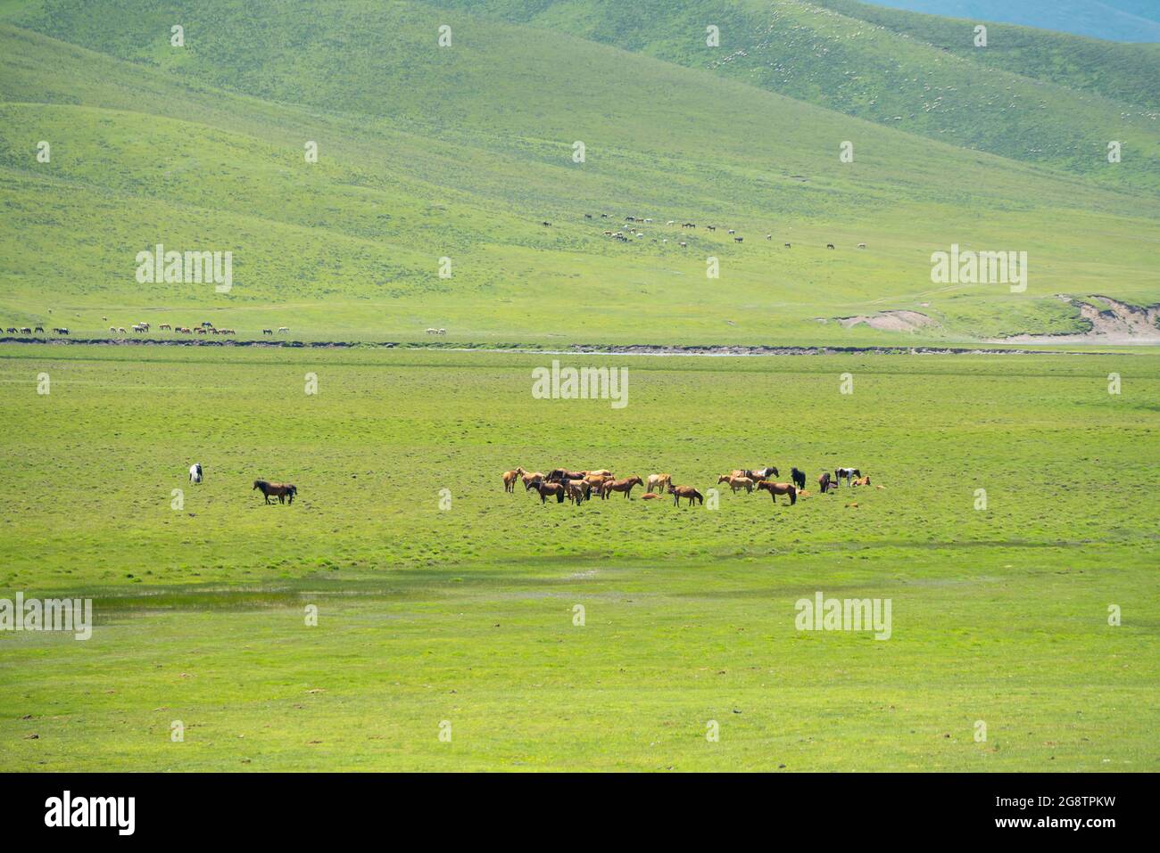 Horses with vast grassland. Shot in xinjiang, China. Stock Photo