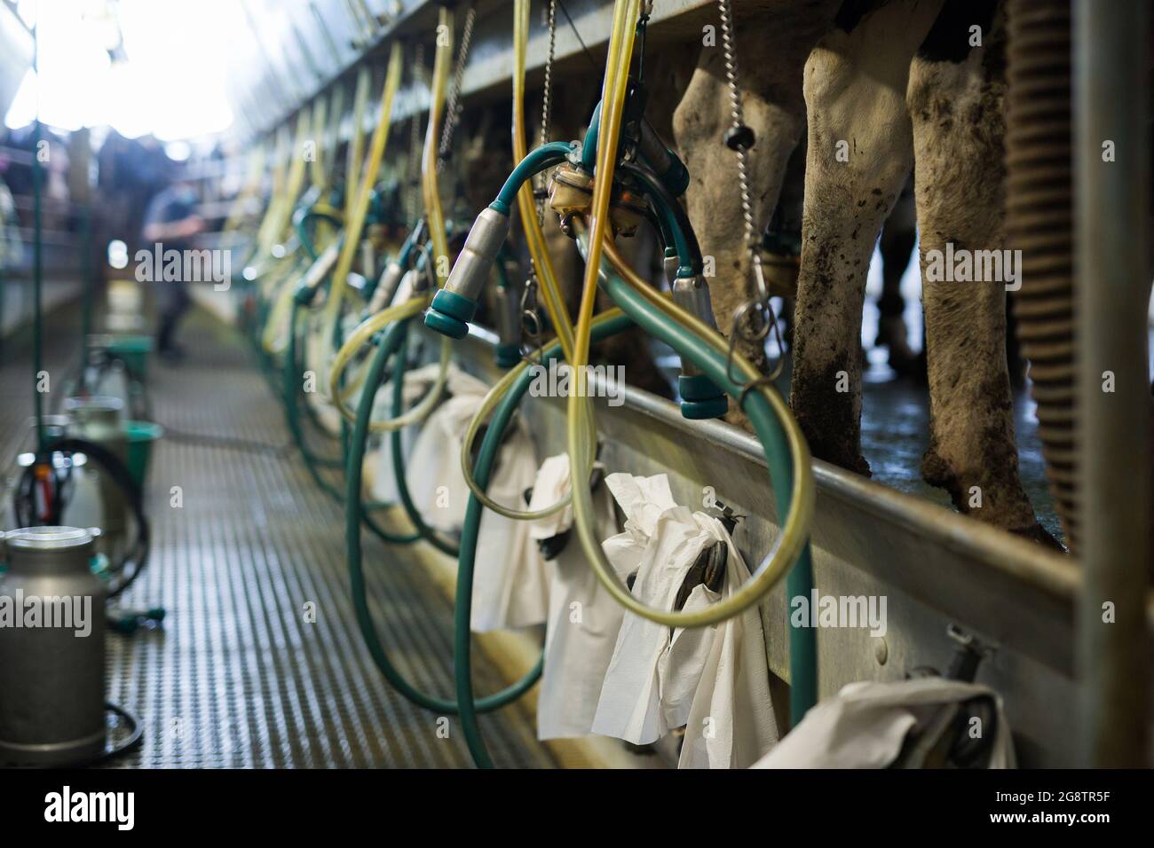 Arrangement Of Milking Parlor On Dairy Cow Farm Stock Photo - Alamy