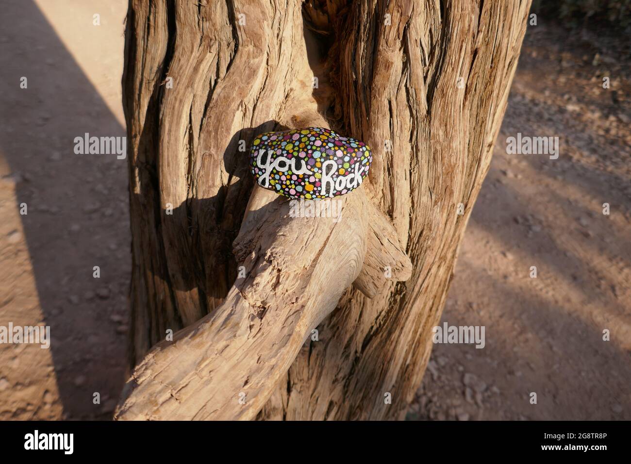 Dead tree in arid climate with you rock kindness rock Stock Photo