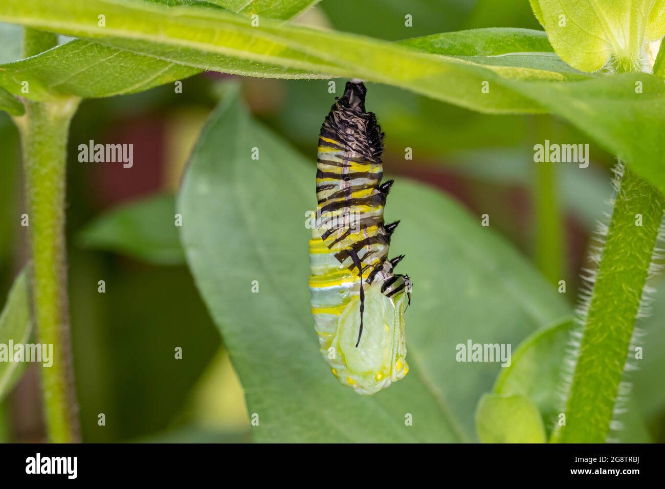 Monarch butterfly caterpillar pupating into chrysalis. Butterfly conservation, life cycle, habitat preservation, and backyard flower garden concept. Stock Photo