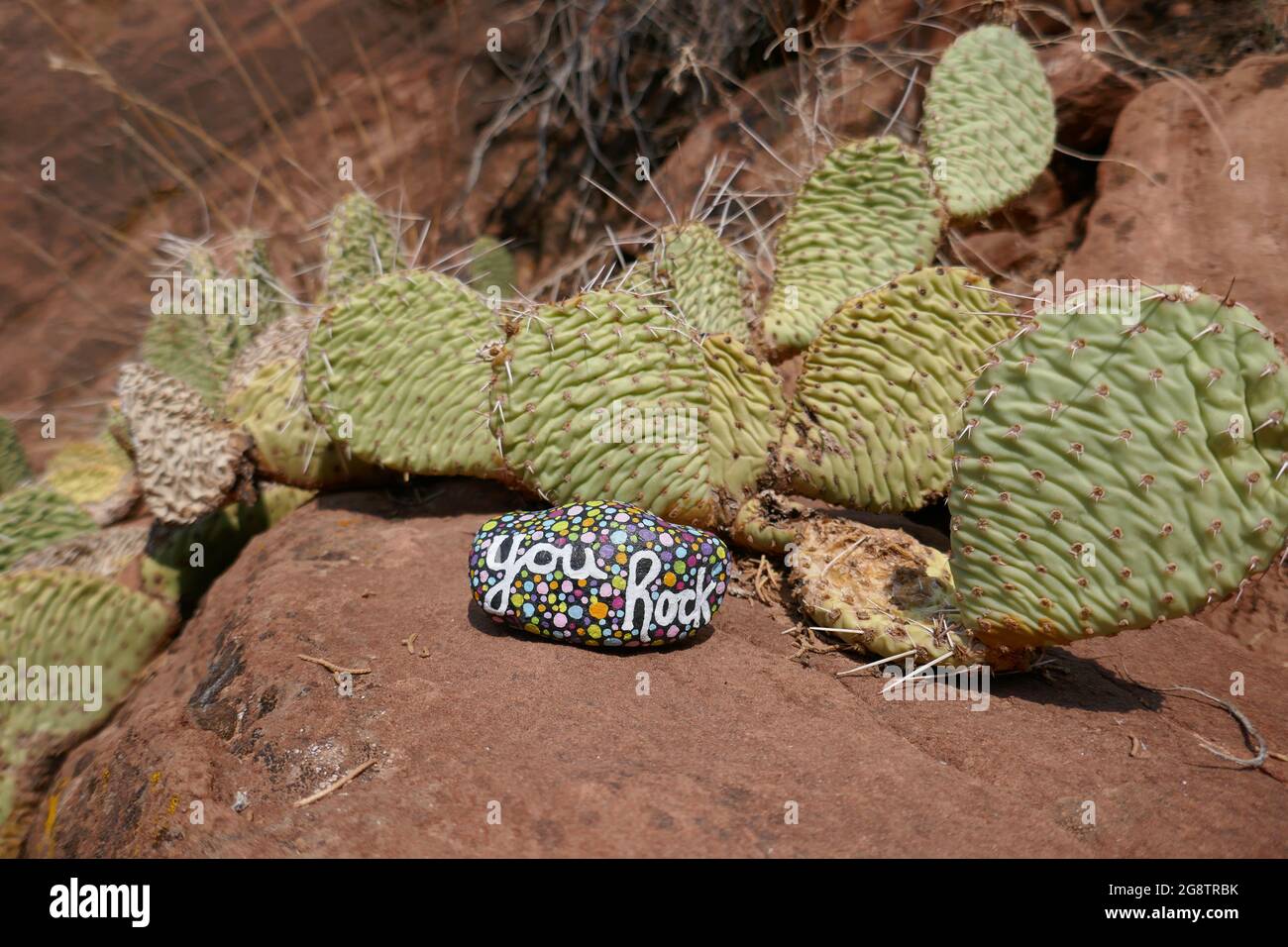 Prickly pear cactus with you rock kindness rock in front Stock Photo