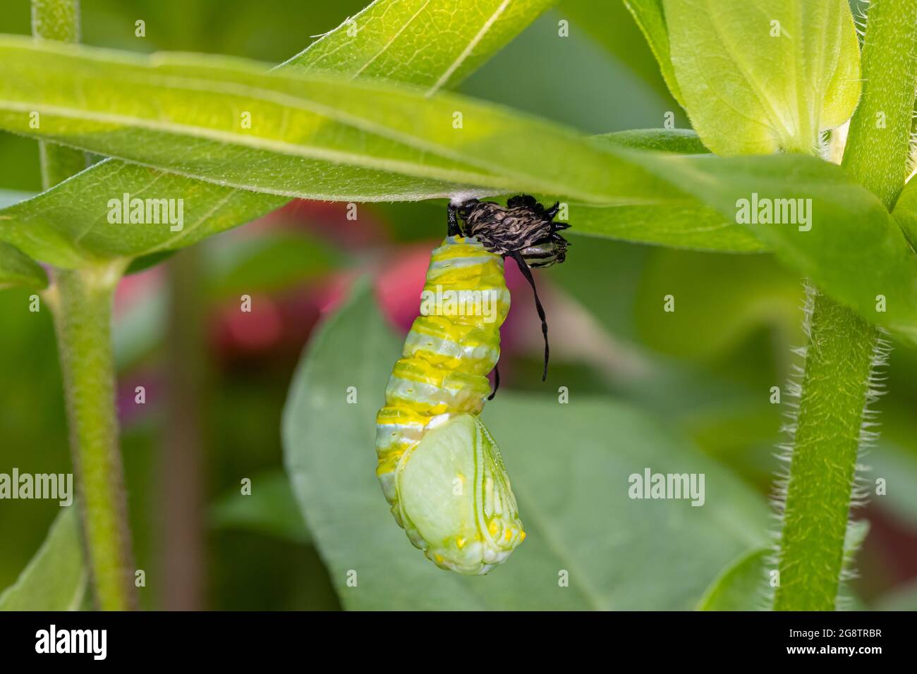 Monarch butterfly caterpillar pupating into chrysalis. Butterfly