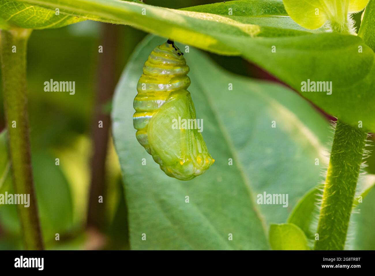 Monarch butterfly caterpillar pupating into chrysalis. Butterfly conservation, life cycle, habitat preservation, and backyard flower garden concept. Stock Photo