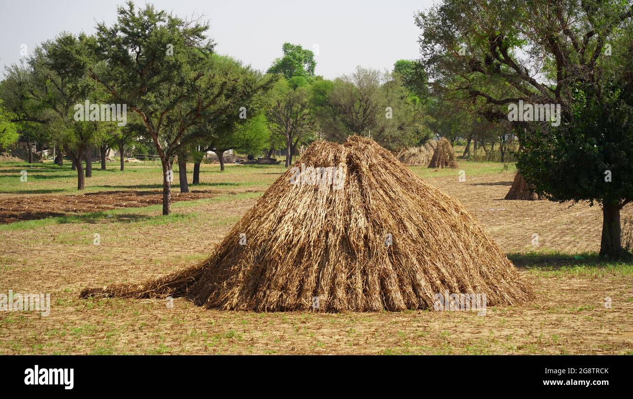 Dry millet fodder for pet animals. Pile of unprocessed pearl millet in ...