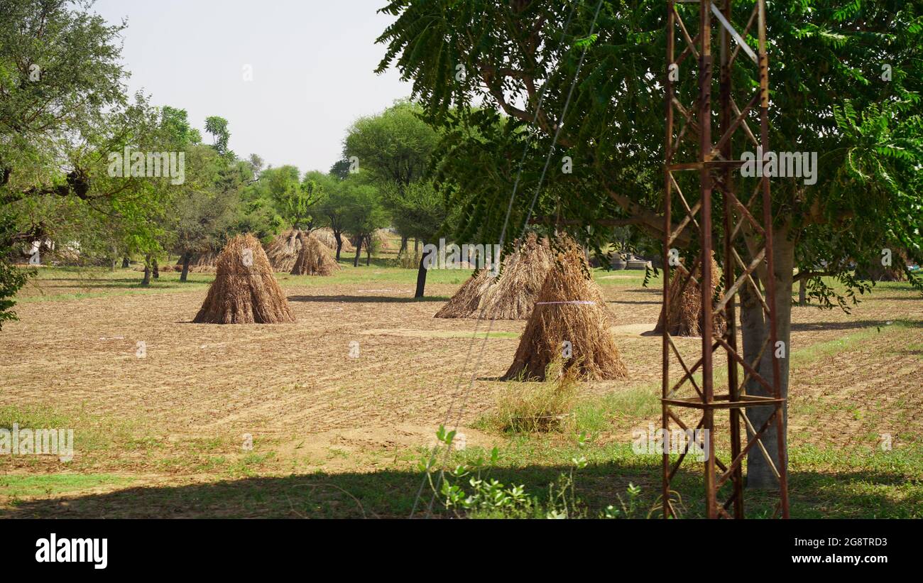 Dry millet fodder for pet animals. Pile of unprocessed pearl millet in