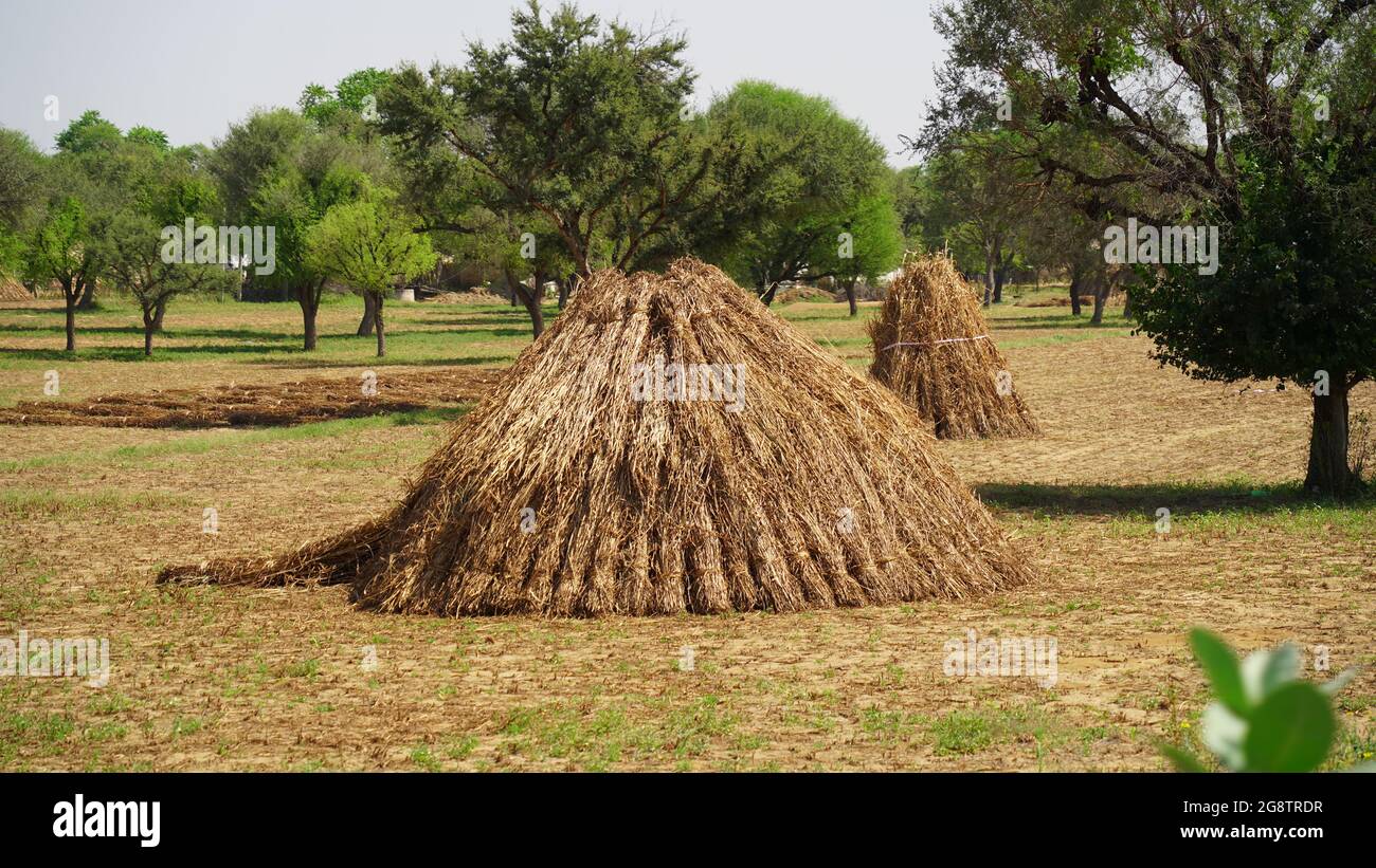 Dry millet fodder for pet animals. Pile of unprocessed pearl millet in