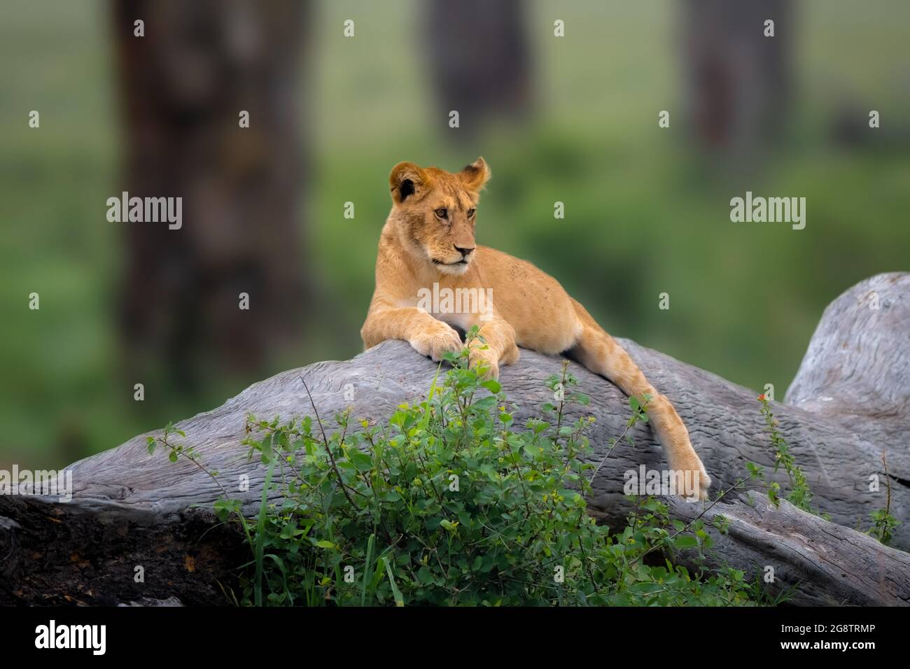Photo of Lion cub with selective focus on the lion on the tree Stock Photo