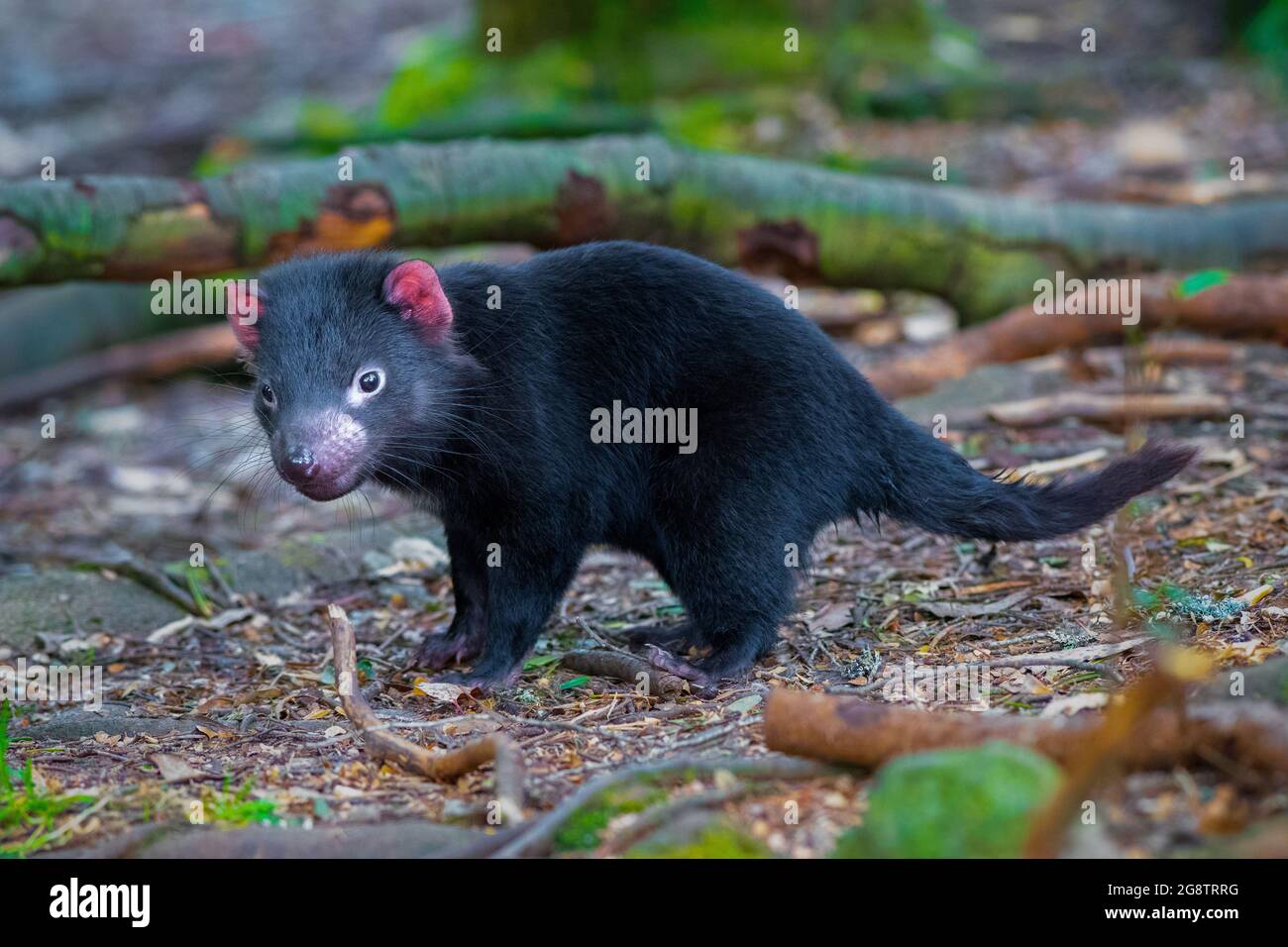 tasmanian devil close up full frame, australia, exotic endangered mammal marsupial Stock Photo