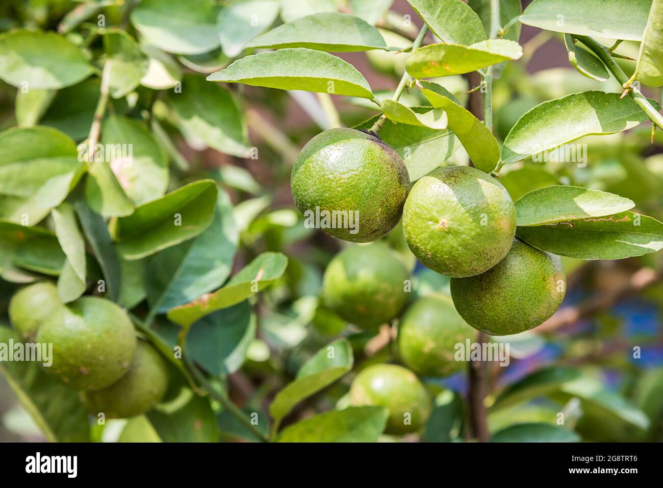 Green lemons on a branch in the garden. Stock Photo