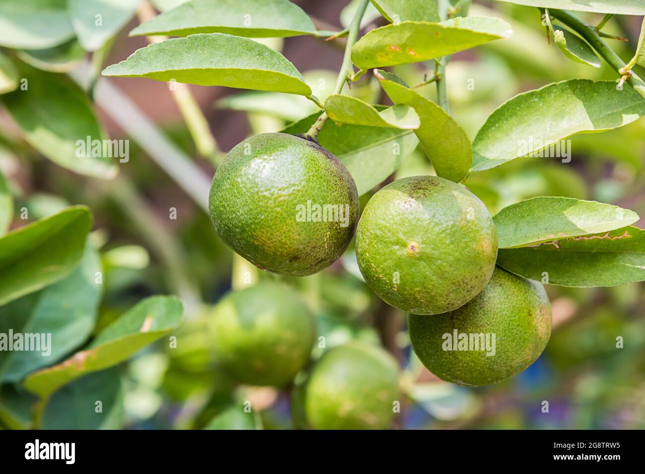 Green lemons on a branch in the garden. Stock Photo