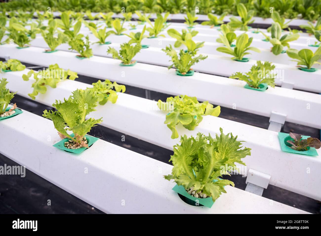 Organic hydroponic vegetable growing in water without soil at farm