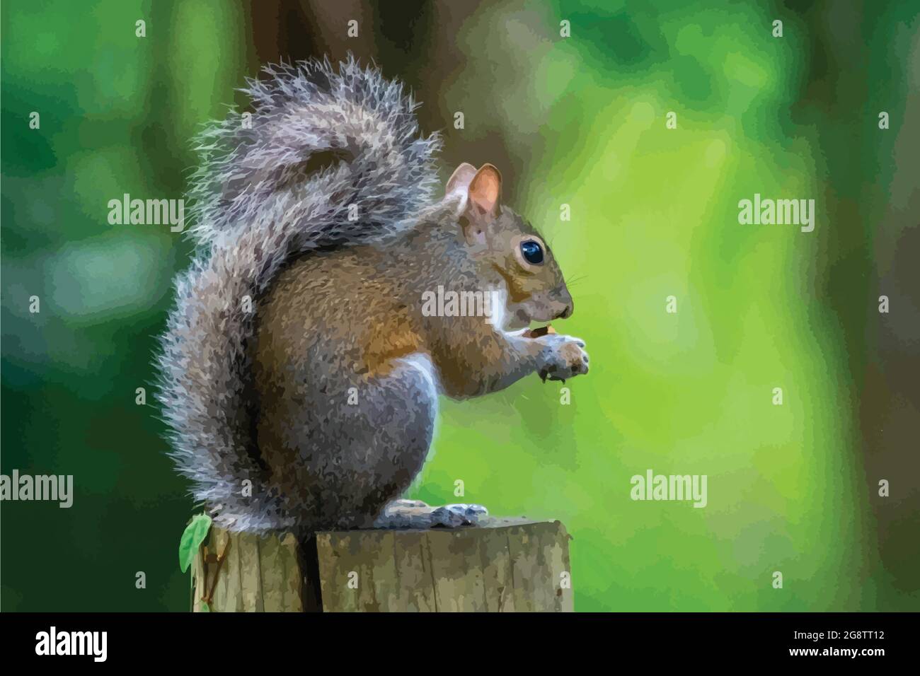 A vector of grey squirrel sitting on a fence eating an acorn, wildlife photography, nature photography. Stock Vector