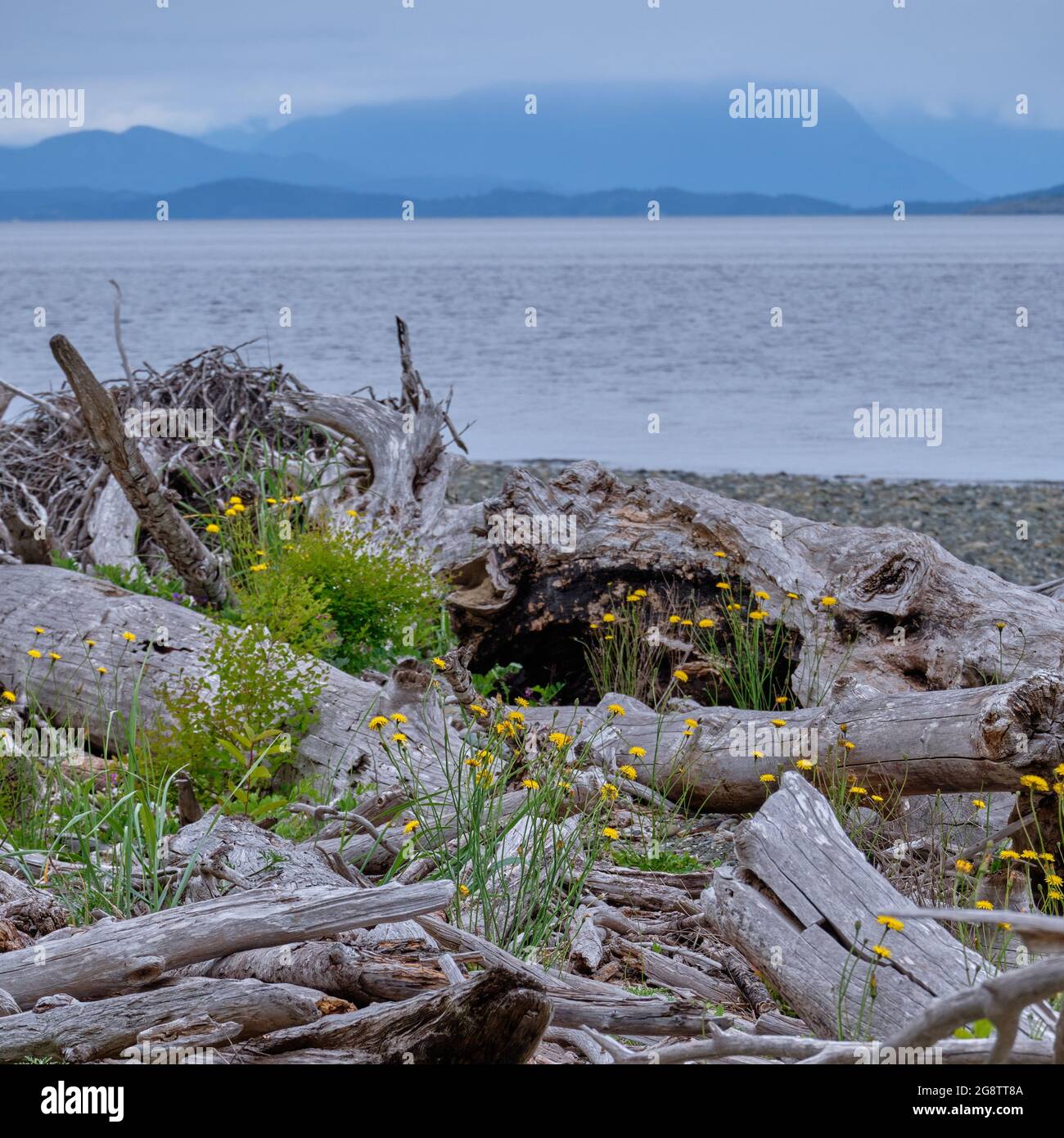 Yellow flower heads of Dandelions grow among many downed trees and driftwood on the beach of Oyster River Nature Park, Campbell River, BC. Stock Photo