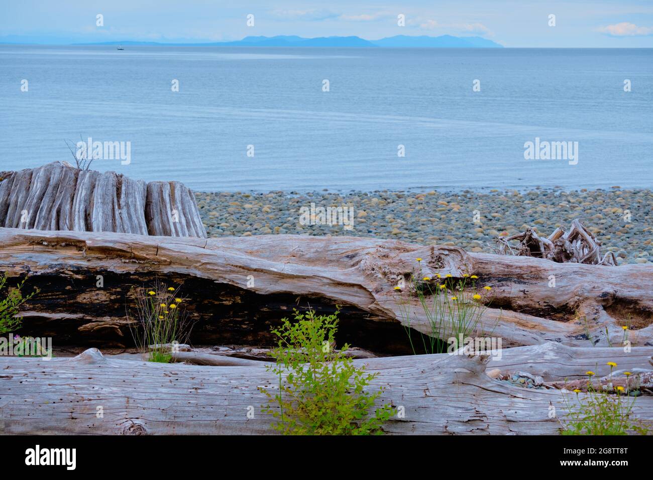 Pebbles, logs, dandelions and large tree stump cover section of beach in Oyster River Nature Park, Campbell River, BC.  In distance is BC mainland. Stock Photo