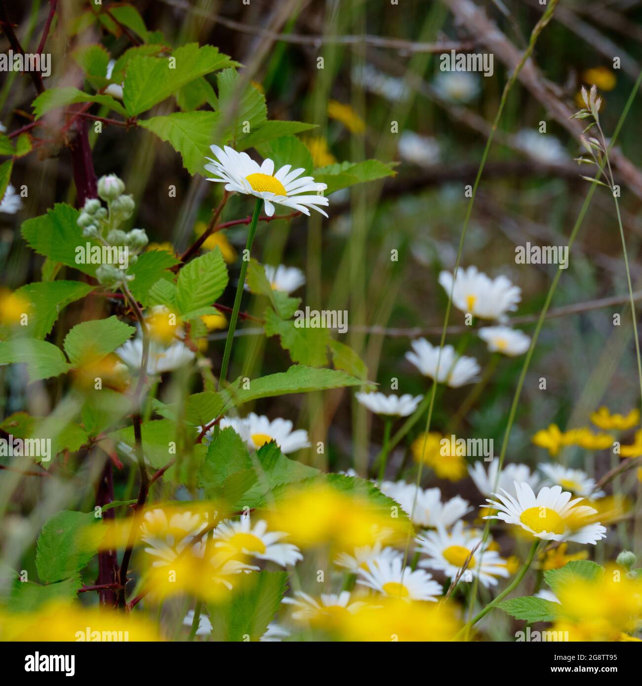 Signs of spring.  Collection of delicate daisies and prickly green leaves growing closely together near the beach at Oyster River Nature Reserve, BC Stock Photo