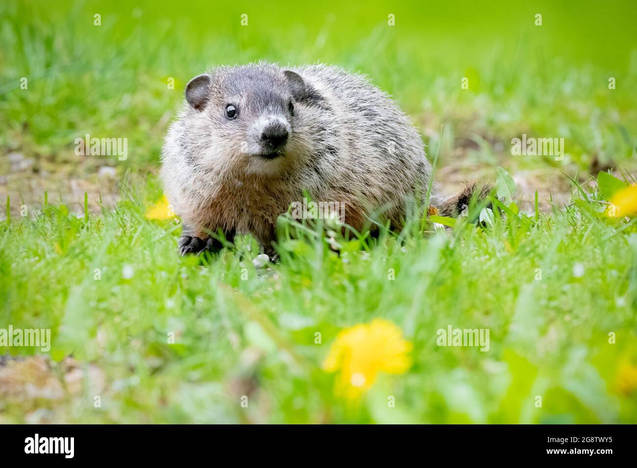 Photo of Muskrat is a medium-sized semiaquatic rodent native to North America with selective focus on the animal Stock Photo