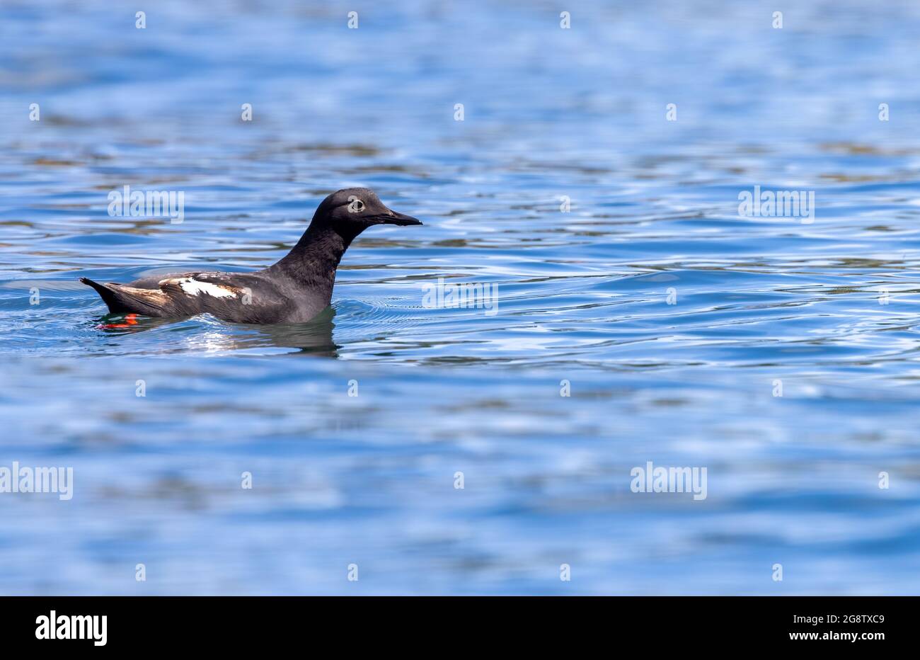 Pigeon guillemot (Cepphus columba) in water Stock Photo Alamy