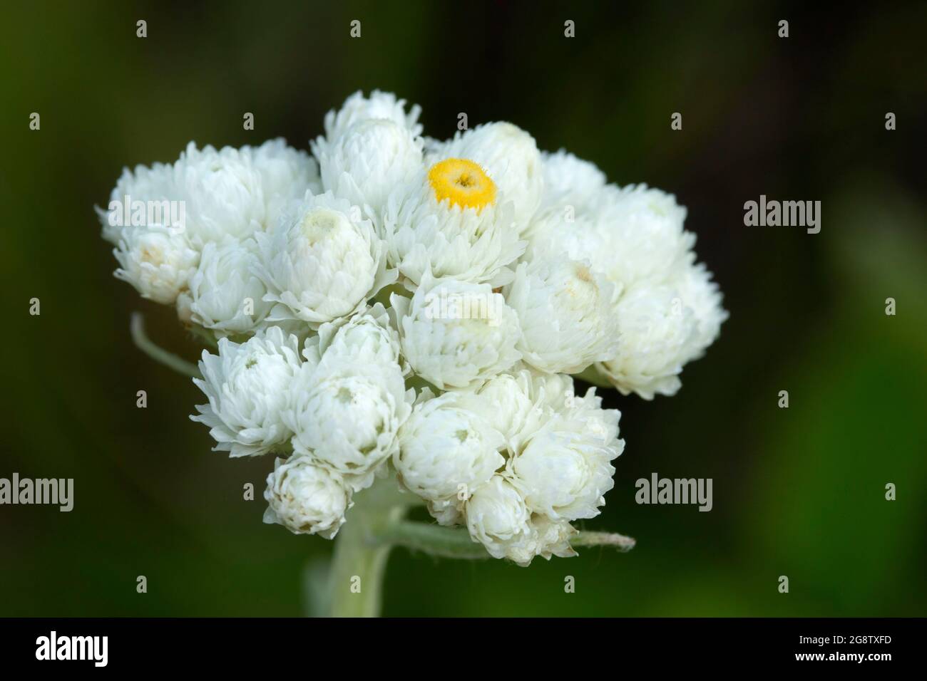Pearly everlasting, Helena National Forest, Montana Stock Photo