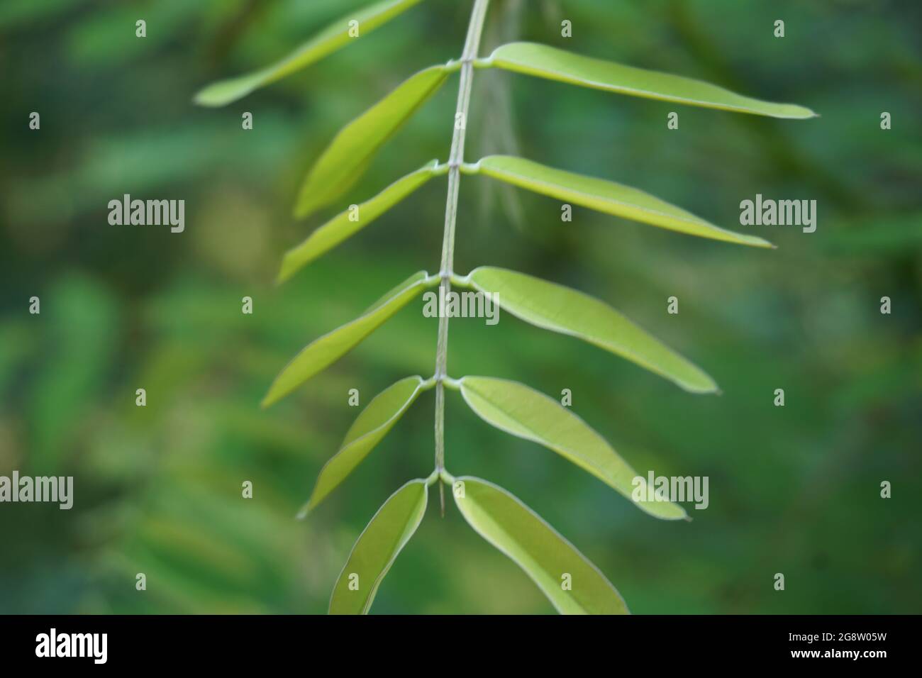 Senna siamea (Also known as Siamese cassia, kassod tree, cassod tree, cassia tree) with a natural background Stock Photo
