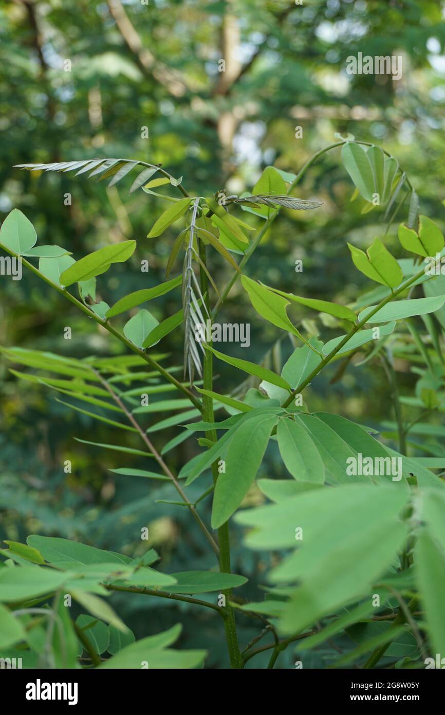 Senna siamea (Also known as Siamese cassia, kassod tree, cassod tree, cassia tree) with a natural background Stock Photo