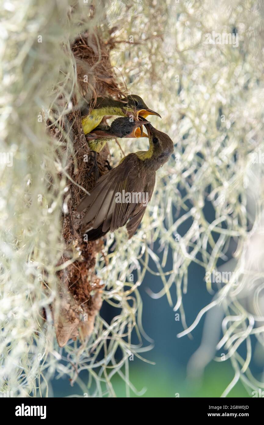 Olive-backed sunbird feeding its babies Stock Photo